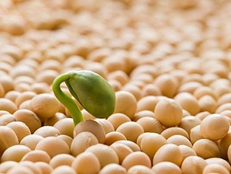 Sources of soy lecithin Sources of soy lecithin