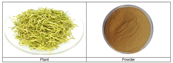 What is honeysuckle powder? What is honeysuckle powder?