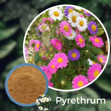 Pyrethrum Seed Nature's Organic Pest Solution